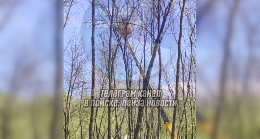 В сквере около Ульяновского парка Пензы сбивают гнёзда птиц